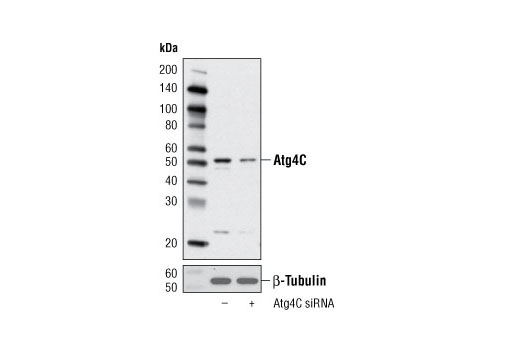 Western Blotting Image 1: Atg4C Antibody