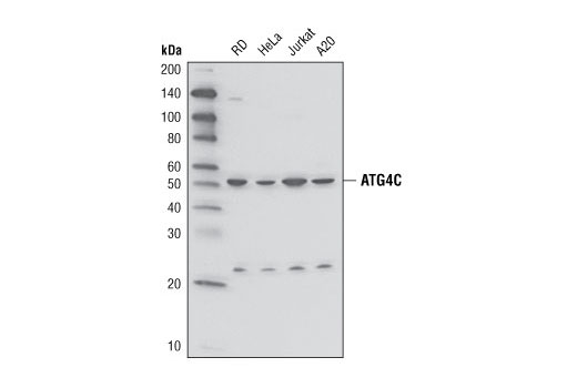 Western Blotting Image 2: Atg4C Antibody