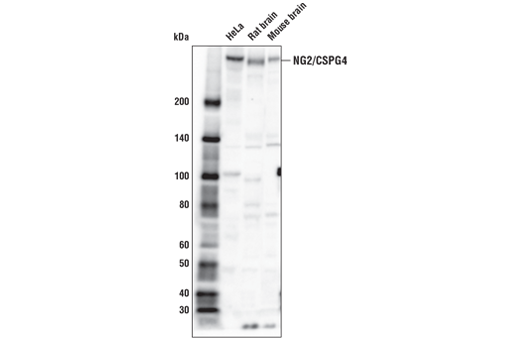 Western Blotting Image 3: NG2/CSPG4 Antibody