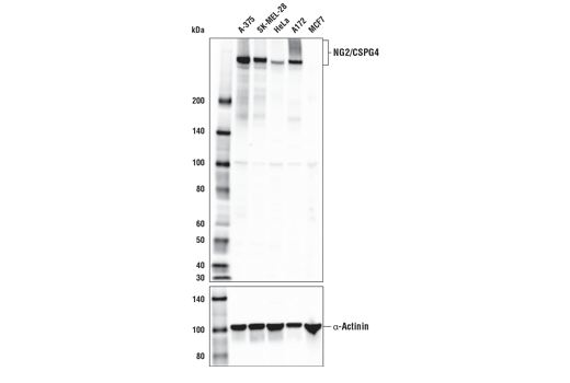 Western Blotting Image 4: NG2/CSPG4 Antibody