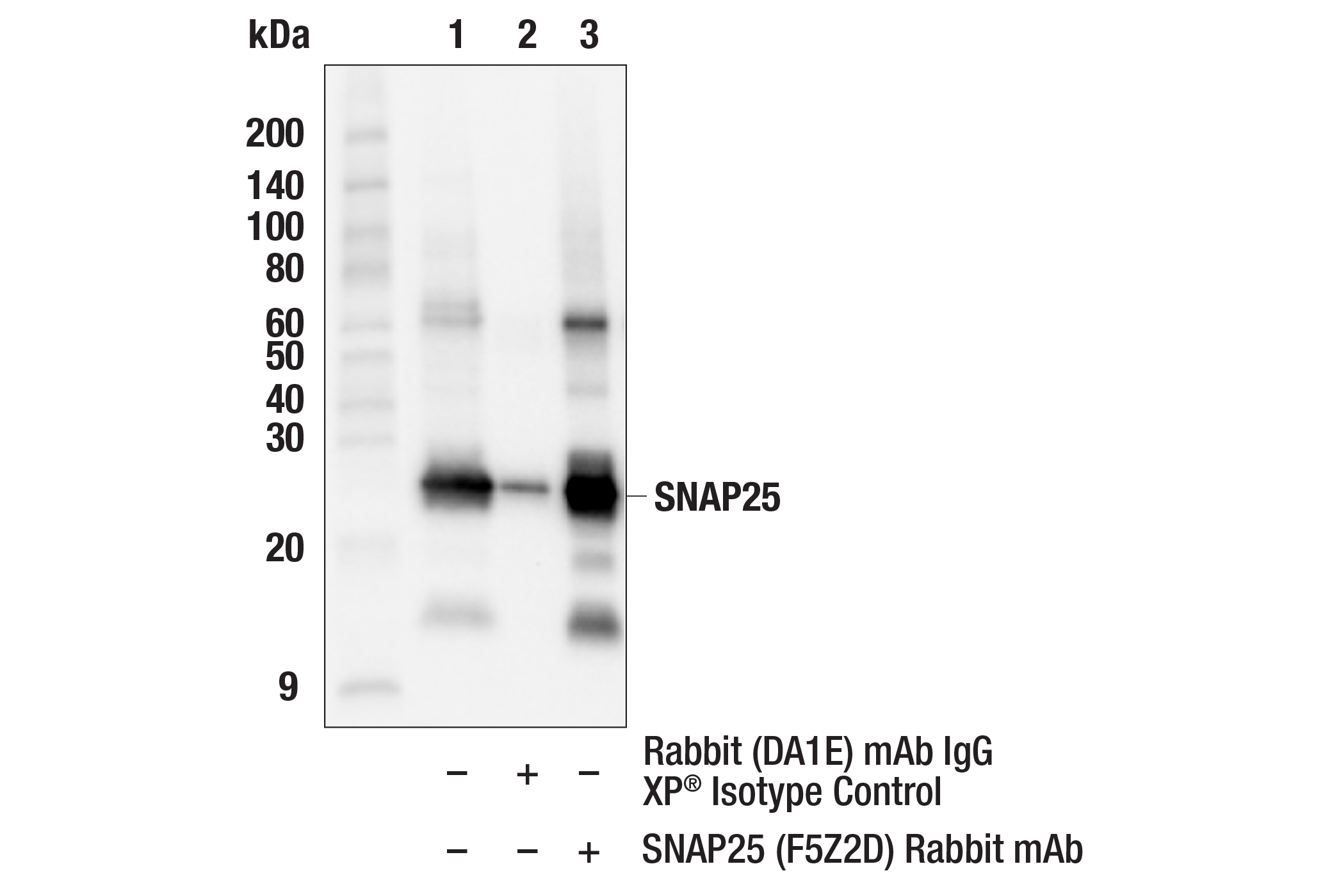 Immunoprecipitation Image 1: SNAP25 (F5Z2D) Rabbit mAb