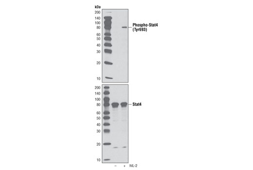 Western Blotting Image 1: Phospho-Stat4 (Tyr693) Antibody