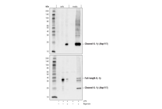 Western Blotting Image 2: Cleaved-IL-1β (Asp117) Antibody (Mouse Specific)