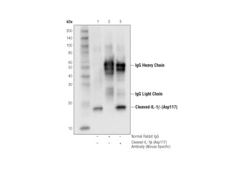 Immunoprecipitation Image 1: Cleaved-IL-1β (Asp117) Antibody (Mouse Specific)