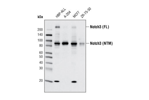  Image 3: Notch Isoform Antibody Sampler Kit