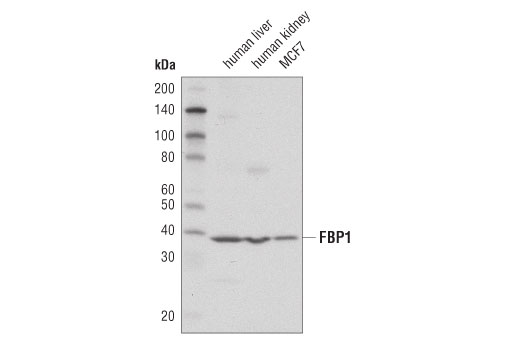 Western Blotting Image 1: FBP1 Antibody