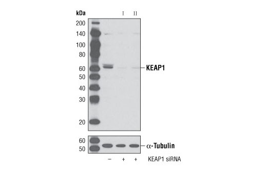  Image 1: SignalSilence® KEAP1 siRNA I