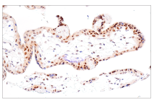 Immunohistochemistry Image 5: NSUN2 (E9Y5E) Rabbit mAb