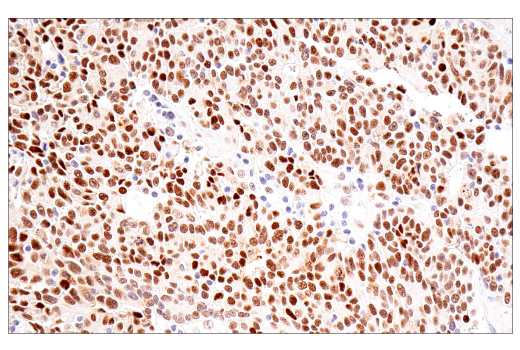 Immunohistochemistry Image 1: NSUN2 (E9Y5E) Rabbit mAb