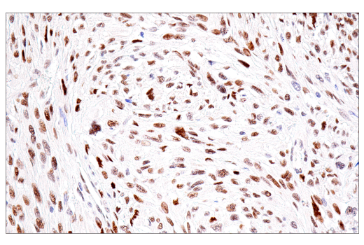 Immunohistochemistry Image 2: NSUN2 (E9Y5E) Rabbit mAb