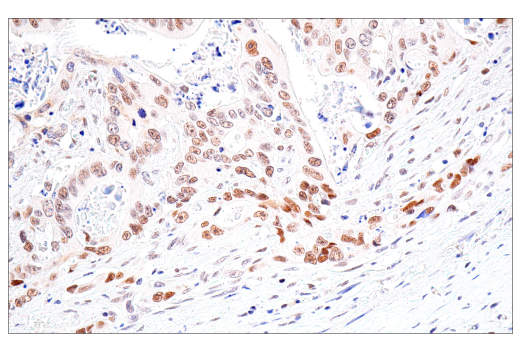 Immunohistochemistry Image 4: NSUN2 (E9Y5E) Rabbit mAb