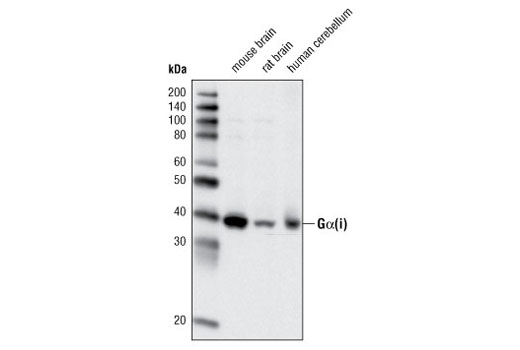 Western Blotting Image 1: Gα(i) Antibody