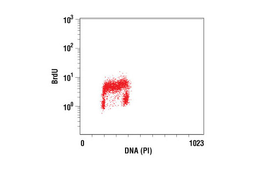 Flow Cytometry Image 2: BrdU (Bu20a) Mouse mAb
