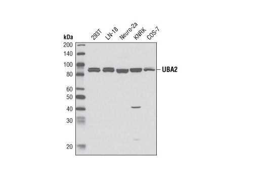 Western Blotting Image 1: UBA2 Antibody