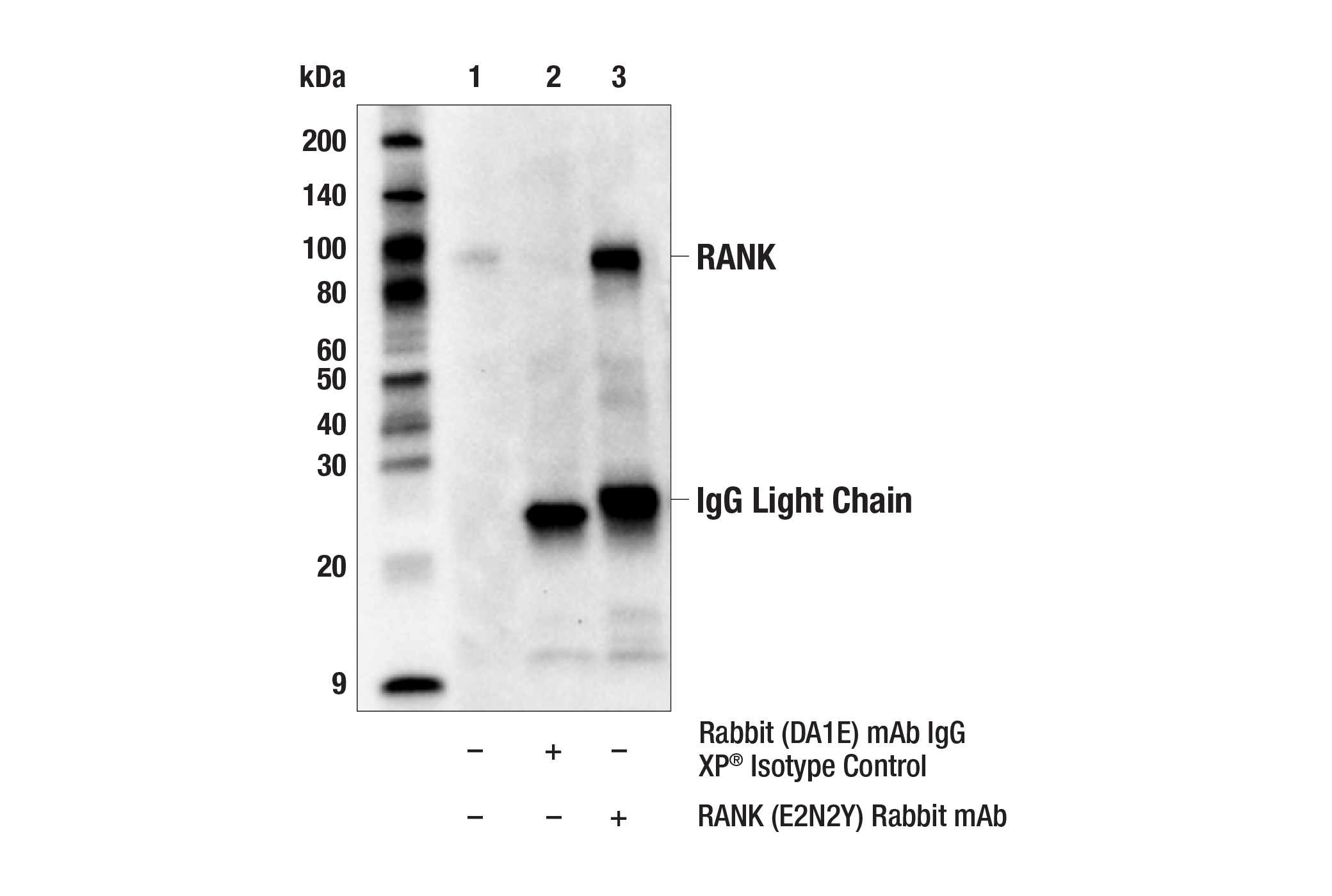 Immunoprecipitation Image 1: RANK (E2N2Y) Rabbit mAb