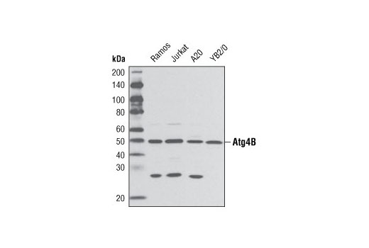 Western Blotting Image 1: Atg4B Antibody