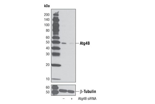 Western Blotting Image 3: Atg4B Antibody