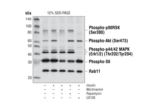 Western Blotting Image 1: PathScan® Multiplex Western Cocktail I: Phospho-p90RSK, Phospho-Akt, Phospho-p44/42 MAPK (Erk1/2) and Phospho-S6 Ribosomal Protein Detection Cocktail I