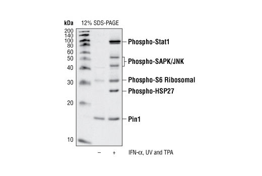 Western Blotting Image 1: PathScan® Multiplex Western Cocktail III: Phospho-Stat1, Phospho-SAPK/JNK, Phospho-S6 Ribosomal Protein and Phospho-HSP27 Detection Cocktail III