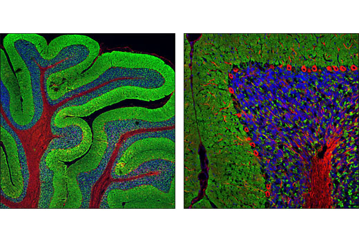 Immunofluorescence Image 1: Synapsin-1 (D12G5) XP® Rabbit mAb (BSA and Azide Free)