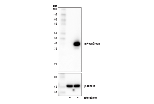 Western Blotting Image 1: mNeonGreen Tag Antibody