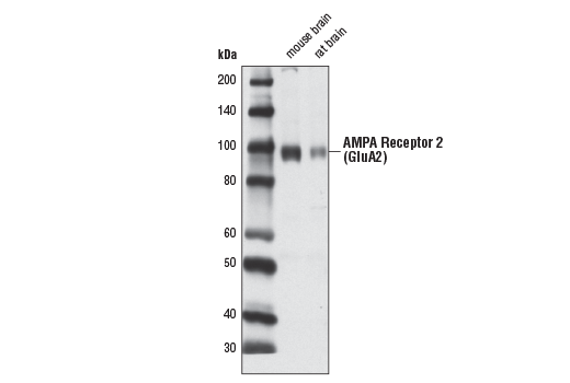 Western Blotting Image 1: AMPA Receptor 2 (GluA2) (D39F2) Rabbit mAb