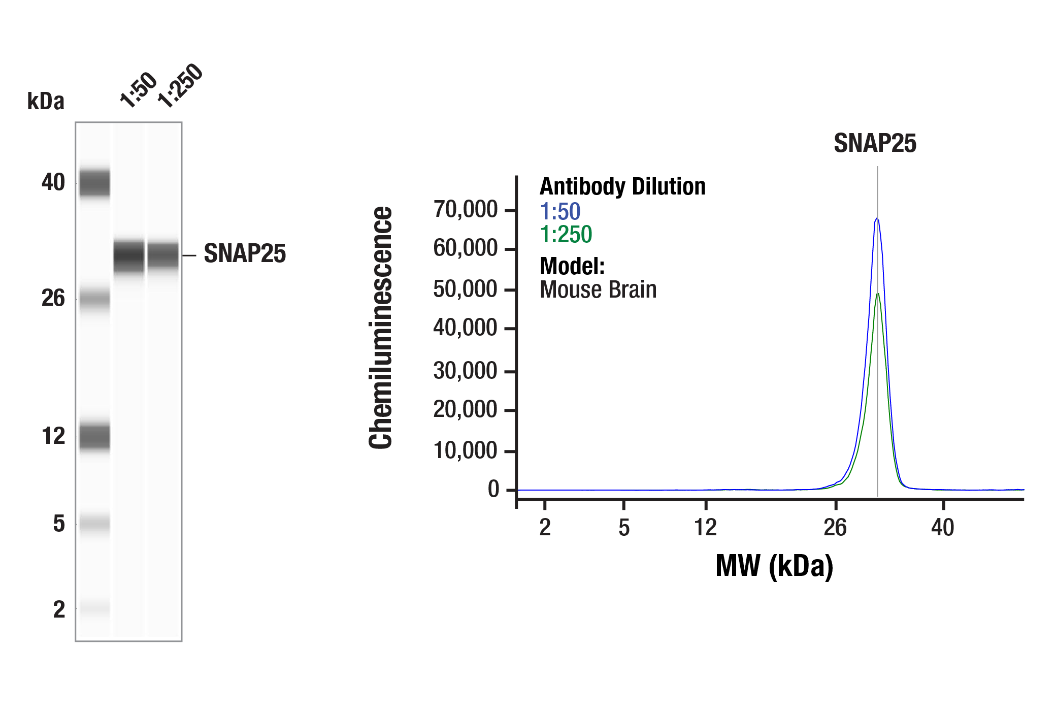  Image 4: Presynaptic Vesicle Cycle Antibody Sampler Kit