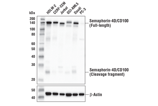 Western Blotting Image 2: Semaphorin-4D/CD100 (E5C3B) XP® Rabbit mAb