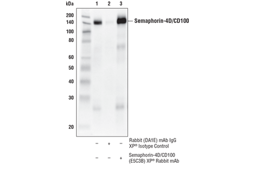 Immunoprecipitation Image 1: Semaphorin-4D/CD100 (E5C3B) XP® Rabbit mAb