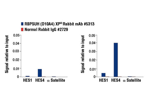 Chromatin Immunoprecipitation Image 1: RBPSUH (D10A4) XP® Rabbit mAb