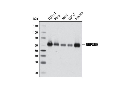 Western Blotting Image 1: RBPSUH (D10A4) XP® Rabbit mAb