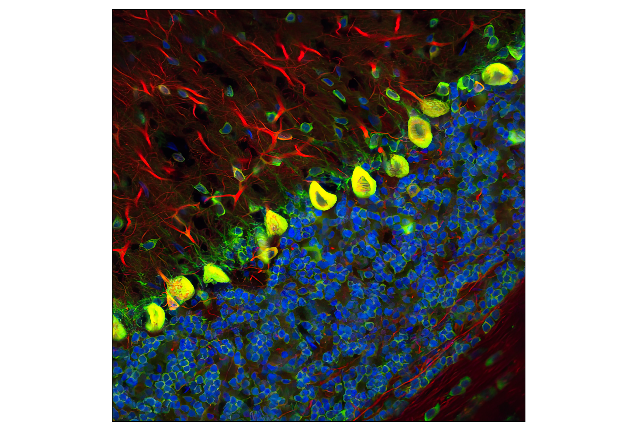 Immunofluorescence Image 1: S6 Ribosomal Protein (54D2) Mouse mAb (Alexa Fluor® 488 Conjugate)
