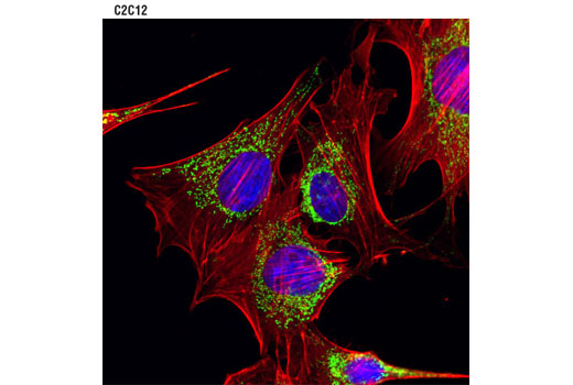 Immunofluorescence Image 6: AIF (D39D2) XP® Rabbit mAb