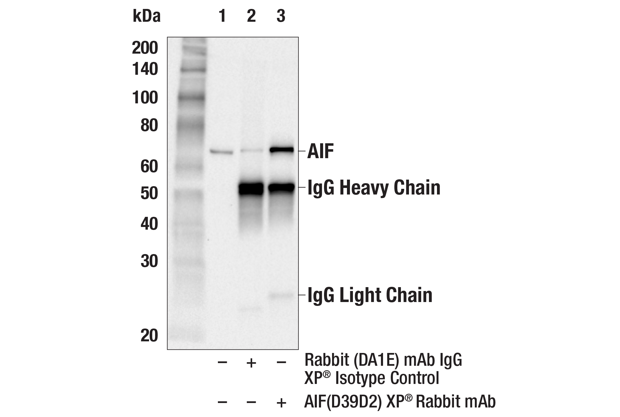 Immunoprecipitation Image 1: AIF (D39D2) XP® Rabbit mAb