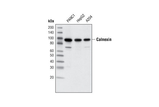 Western Blotting Image 1: Calnexin (C5C9) Rabbit mAb (BSA and Azide Free)