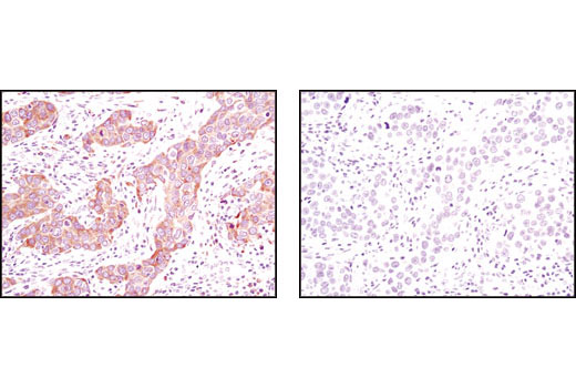 Immunohistochemistry Image 1: Calnexin (C5C9) Rabbit mAb (BSA and Azide Free)