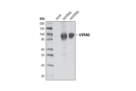 Western Blotting Image 2: UVRAG Antibody