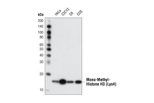 Western Blotting Image 1: Mono-Methyl-Histone H3 (Lys4) (D1A9) XP® Rabbit mAb