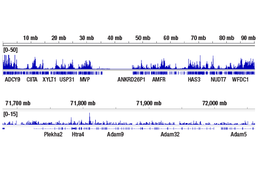 CUT and RUN Image 2: Mono-Methyl-Histone H3 (Lys4) (D1A9) XP® Rabbit mAb
