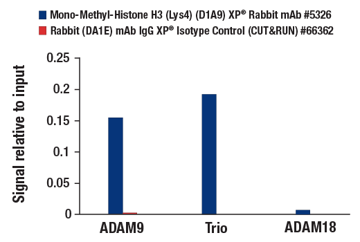 CUT and RUN Image 3: Mono-Methyl-Histone H3 (Lys4) (D1A9) XP® Rabbit mAb
