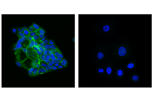 Immunofluorescence Image 1: K-Ras Antibody