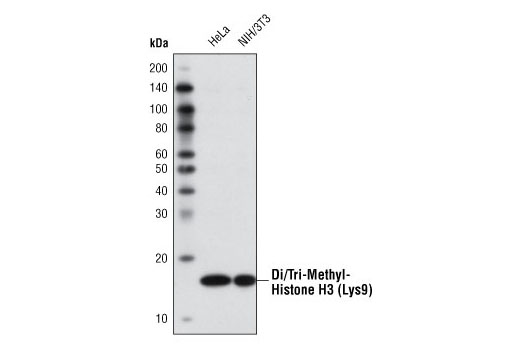 Western Blotting Image 1: Di/Tri-Methyl-Histone H3 (Lys9) (6F12) Mouse mAb
