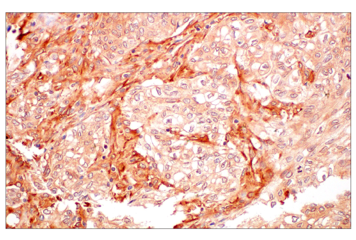 Immunohistochemistry Image 2: ILK1 (4G9) Rabbit mAb (BSA and Azide Free)