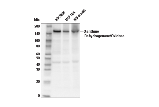 Western Blotting Image 1: Xanthine Dehydrogenase/Oxidase Antibody