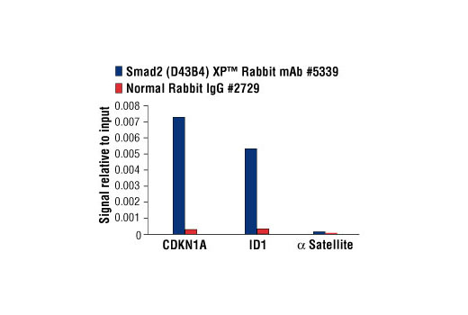 Chromatin Immunoprecipitation Image 1: Smad2 (D43B4) XP® Rabbit mAb