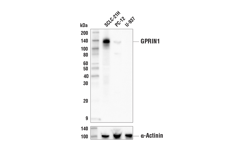 Western Blotting Image 1: GPRIN1 Antibody