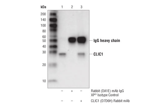Immunoprecipitation Image 1: CLIC1 (D7D6H) Rabbit mAb