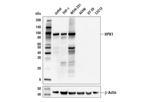 Western Blotting Image 1: HPK1 (E6D2F) Rabbit mAb