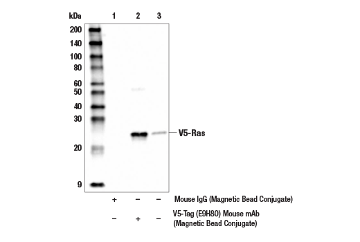 Immunoprecipitation Image 1: V5-Tag (E9H8O) Mouse mAb (Magnetic Bead Conjugate)