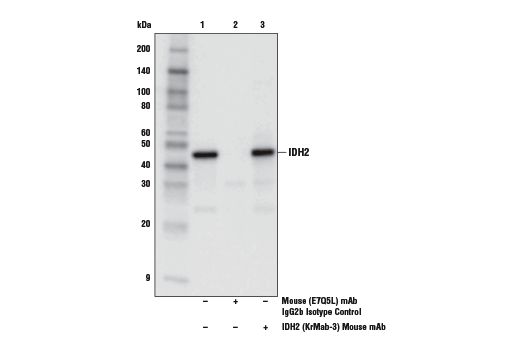 Immunoprecipitation Image 1: Mouse (E7Q5L) mAb IgG2b Isotype Control